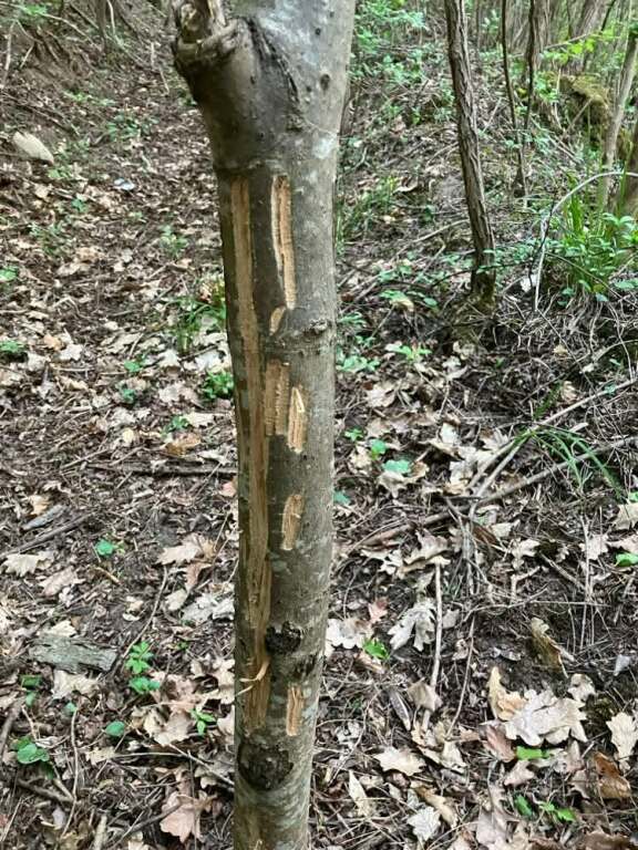 beillesztett kép