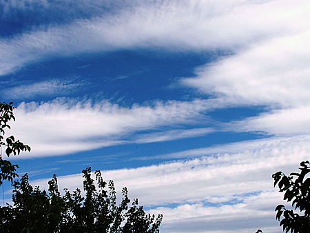 Cirrus spissatus