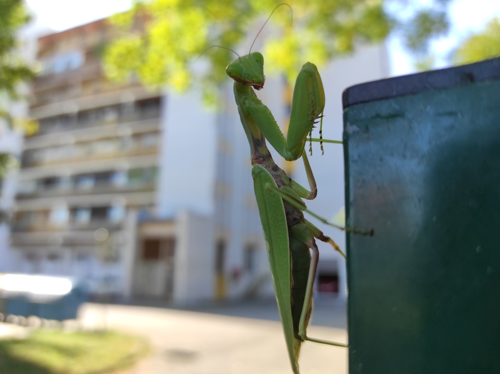 beillesztett kép