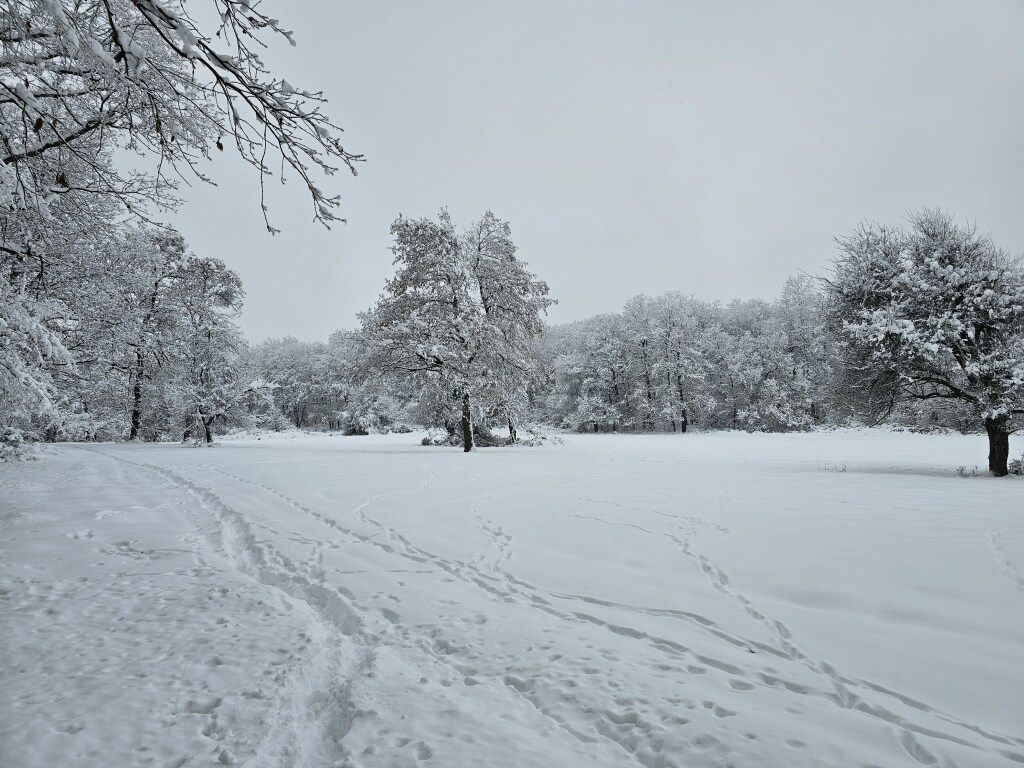 beillesztett kép