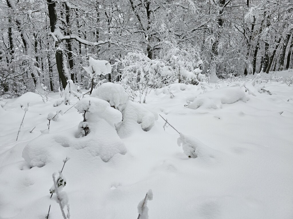 beillesztett kép