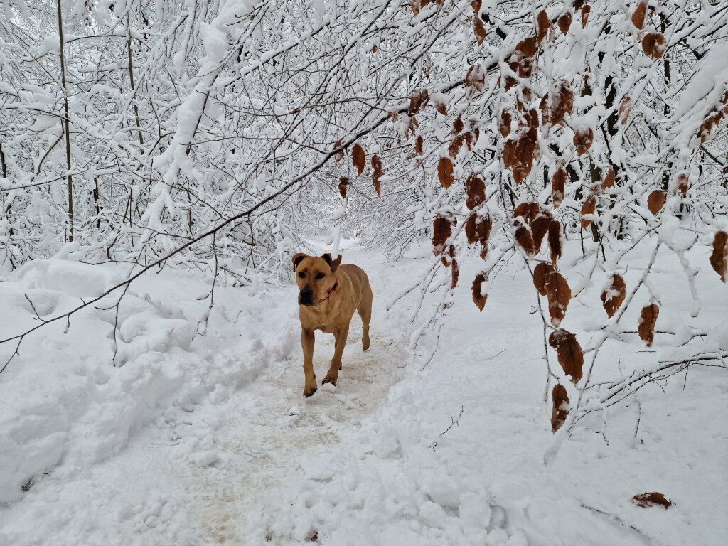 beillesztett kép