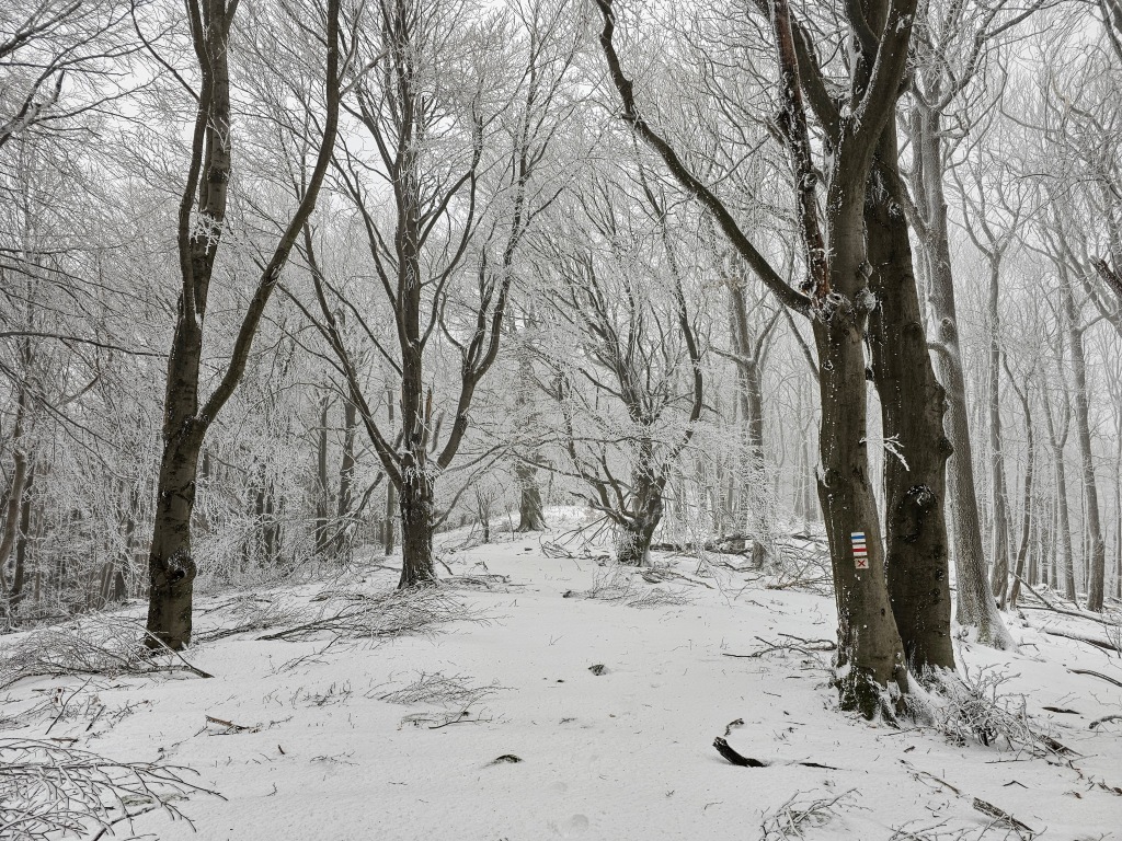 beillesztett kép