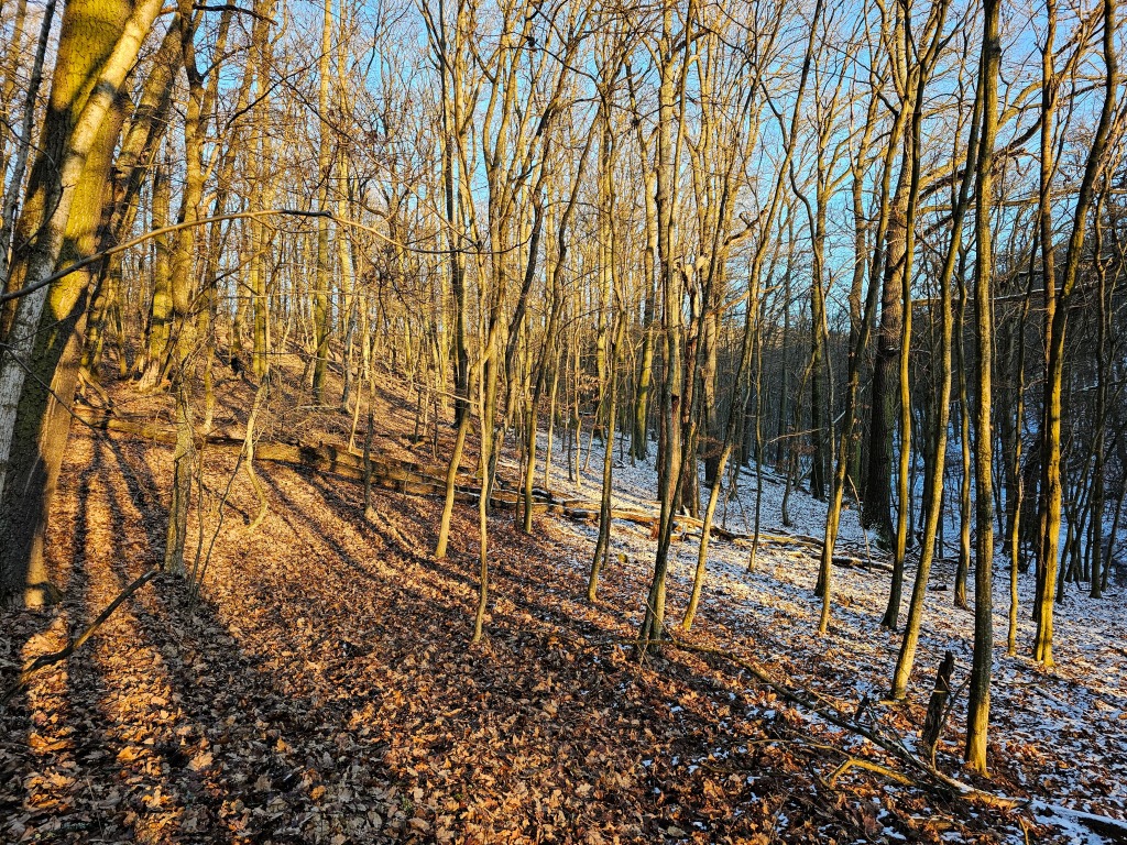 beillesztett kép