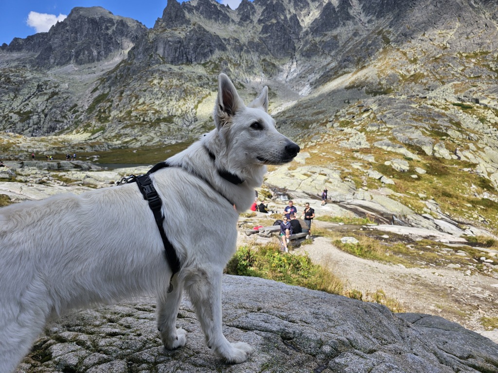 beillesztett kép