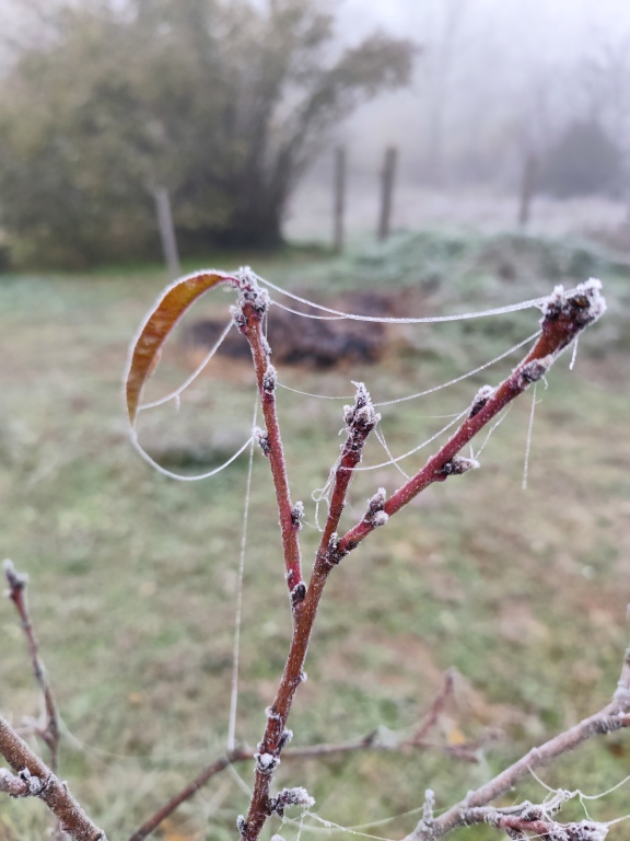 beillesztett kép