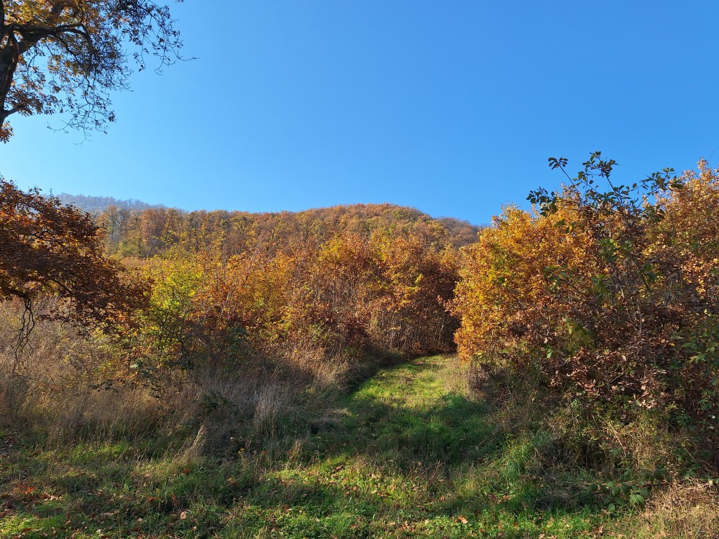 beillesztett kép