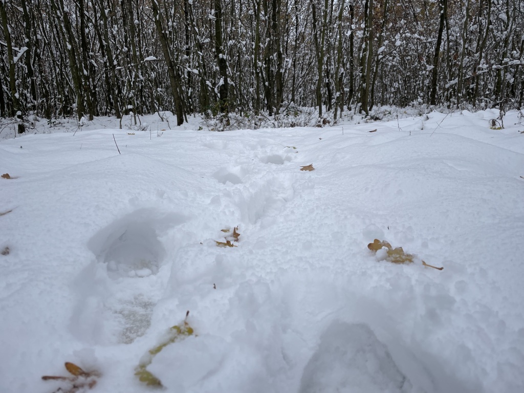 beillesztett kép