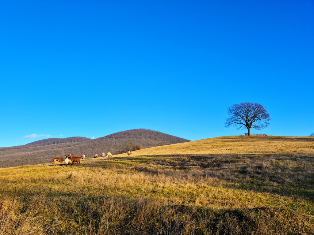 beillesztett kép