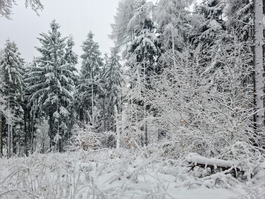 beillesztett kép